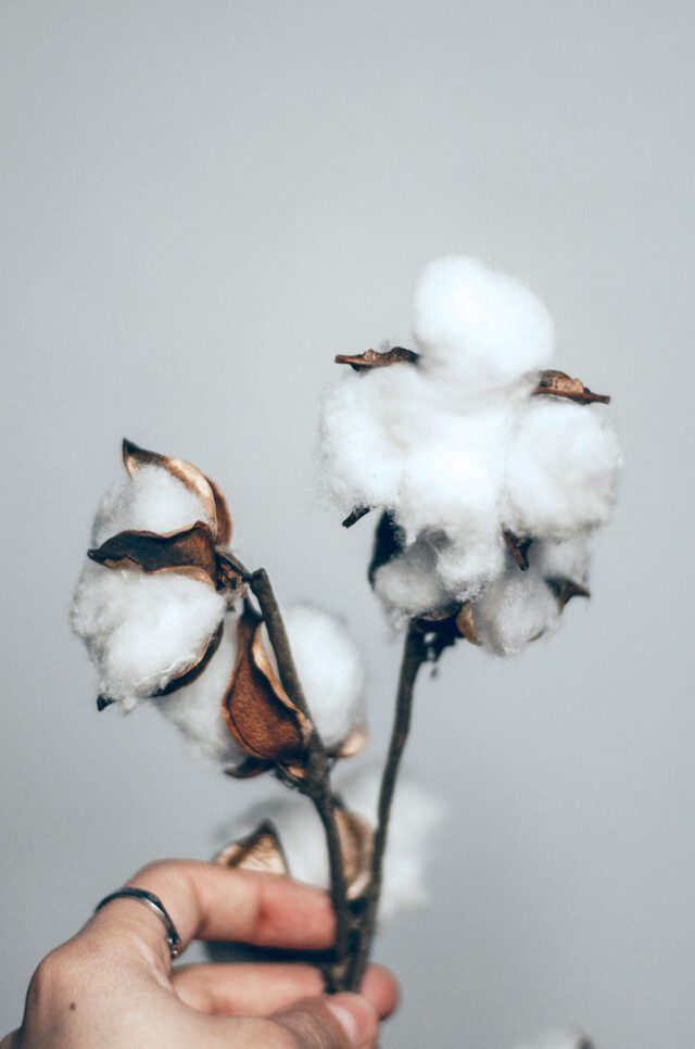 Cotton